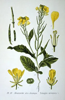 Charlock or Wild Mustard ( Sinapis arvensis) annual plant of the Brassica family Charlock or Wild Mustard ( Sinapis arvensis) annual plant of the Brassica family