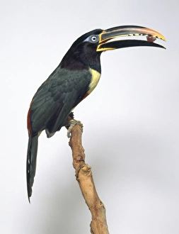 Chestnut-eared aracari (Pteroglossus castanotis) perching on a branch with seed in its Chestnut-eared aracari (Pteroglossus castanotis) perching on a branch with seed in its