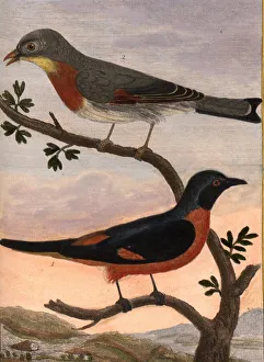Chickadee of the coast of Malabar and Tit of Nanquin Chickadee of the coast of Malabar and Tit of Nanquin