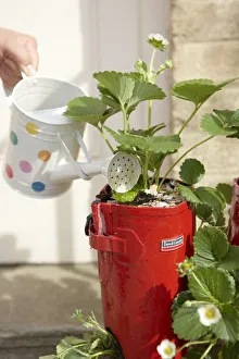 <b class=qtipBold><figcaption>Child watering strawberry plants</figcaption></b><br><em>© Dorling Kindersley/UIG</em> Child watering strawberry plants