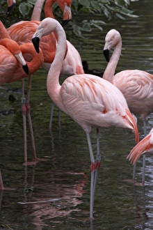 Chilean flamingoes (Phoenicopterus chilensis) in water Chilean flamingoes (Phoenicopterus chilensis) in water
