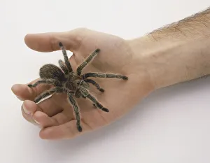 Chilean Rose Tarantula (Grammastola Rosea) in mans palm, view from above Chilean Rose Tarantula (Grammastola Rosea) in mans palm, view from above