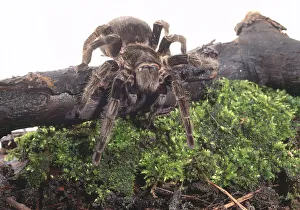 Chilean rose tarantula (grammastola rosea). Image makes it hard to identify the spiders Chilean rose tarantula (grammastola rosea). Image makes it hard to identify the spiders