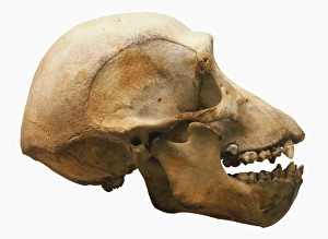 Chimpanzee skull, brain dome, eye sockets, deep flange, protruding jaw with large canines Chimpanzee skull, brain dome, eye sockets, deep flange, protruding jaw with large canines