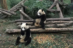 China, sichuan, chengdu, wolong nature preserve, giant panda breeding research center China, sichuan, chengdu, wolong nature preserve, giant panda breeding research center