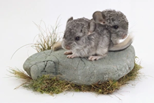 Two Chinchillas standing on a rock, one hiding slightly behind the other Two Chinchillas standing on a rock, one hiding slightly behind the other
