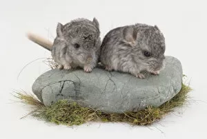Two Chinchillas standing on a rock and peering down at something
