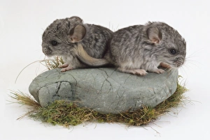 Two Chinchillas standing on a rock, one peering down off the edge Two Chinchillas standing on a rock, one peering down off the edge
