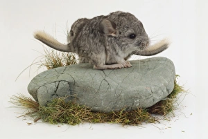 Two Chinchillas standing on a rock, one almost totally obscuring the other Two Chinchillas standing on a rock, one almost totally obscuring the other