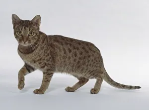 Chocolate Ocicat shorthaired cat with clearly defined spots, walking Chocolate Ocicat shorthaired cat with clearly defined spots, walking
