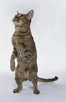 Chocolate ocicat standing up on hind legs Chocolate ocicat standing up on hind legs