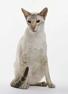 Chocolate Tabby Point Cat (Felis catus) sitting up, front view