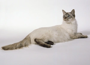 Chocolate Tabby Point Tortie Balinese cat with ivory body and complete mask, lying down Chocolate Tabby Point Tortie Balinese cat with ivory body and complete mask, lying down