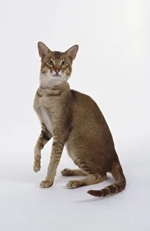 Chocolate Ticked Tabby Oriental shorthaired cat with green eyes and svelte body Chocolate Ticked Tabby Oriental shorthaired cat with green eyes and svelte body