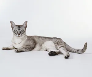 Chocolate Tipped Burmilla cat with broken necklates of darker fur on neck, lying down Chocolate Tipped Burmilla cat with broken necklates of darker fur on neck, lying down