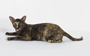Chocolate Torite Oriental shorthaired cat with chocolate and red coloration, lying down Chocolate Torite Oriental shorthaired cat with chocolate and red coloration, lying down