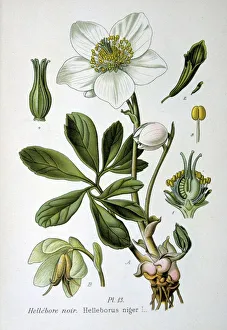 Christmas Rose or Black Hellebore (Helleborus niger) winter flowering herbaceous Christmas Rose or Black Hellebore (Helleborus niger) winter flowering herbaceous