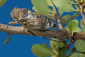 <b class=qtipBold><figcaption>Cicada. Lyristes Plebejus</figcaption></b><br><em>© Marka/Universal Images Group</em> Cicada. Lyristes Plebejus
