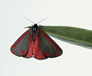 Cinnabar moth (Tyria jacobaeae) on a leaf Cinnabar moth (Tyria jacobaeae) on a leaf
