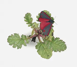 Cinnabar moth (Tyria jacobaeae) perched on leaf Cinnabar moth (Tyria jacobaeae) perched on leaf