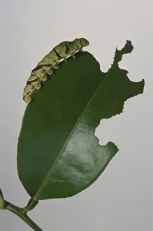 Citrus Swallowtail (Papilio demodocus) caterpillar feeding on shiny leaf, close-up Citrus Swallowtail (Papilio demodocus) caterpillar feeding on shiny leaf, close-up