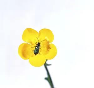 Click beetle on a buttercup flower, close-up Click beetle on a buttercup flower, close-up