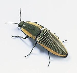 Click Beetle (Elateridae), close up, view from above Click Beetle (Elateridae), close up, view from above