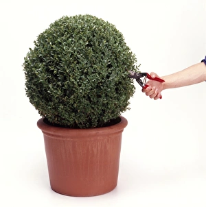 <b class=qtipBold><figcaption>Clipping a box globe, close-up</figcaption></b><br><em>© Dorling Kindersley/UIG</em> Clipping a box globe, close-up