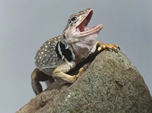 A close up of an open mouthed Collared lizard, Crotaphytus collaris A close up of an open mouthed Collared lizard, Crotaphytus collaris