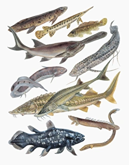 Close-up of acipenseriformes family