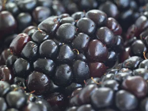 <b class=qtipBold><figcaption>Close-up of blackberries</figcaption></b><br><em>© Dorling Kindersley/UIG</em> Close-up of blackberries