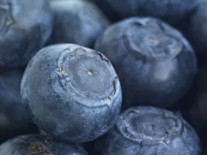 <b class=qtipBold><figcaption>Close-up of blueberries</figcaption></b><br><em>© Dorling Kindersley/UIG</em> Close-up of blueberries
