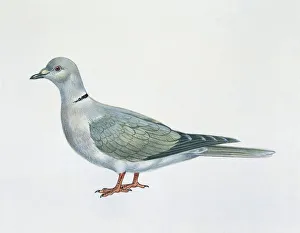 Close-up of an Eurasian collared dove (Streptopelia decaocto)