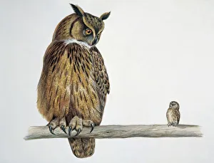 Close-up of an Eurasian eagle owl (Bubo bubo) perching on a branch with an Eurasian pygmy Close-up of an Eurasian eagle owl (Bubo bubo) perching on a branch with an Eurasian pygmy