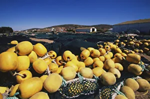 Close-up of fishing nets with bright yellow floats on the beach at St Helena Bay Close-up of fishing nets with bright yellow floats on the beach at St Helena Bay