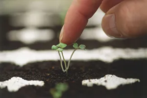 Close-up of forefinger gently stroking a seedling, giving scale to seedling, side view Close-up of forefinger gently stroking a seedling, giving scale to seedling, side view