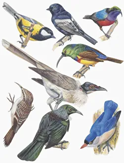 Close-up of a group of birds