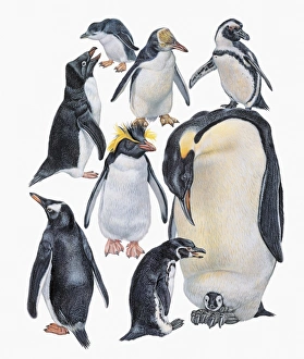 <b class=qtipBold><figcaption>Close-up of a group of penguins</figcaption></b><br>Zoology - Birds - Close-up of a group of penguins (Order Sphenisciformes) - Drawing<br><em>© DEA PICTURE LIBRARY</em> Close-up of a group of penguins