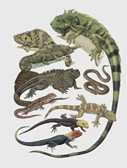 Close-up of a group of squamata reptiles
