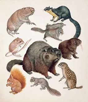 Close-up of a group of squirrel mammals Close-up of a group of squirrel mammals