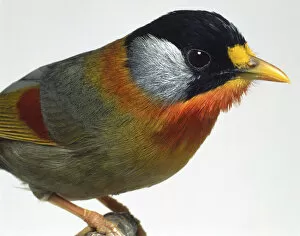 Babbler Collection: Close-up head profile of a Silver-Eared Mesia showing the mixed colours of the plumage feathers