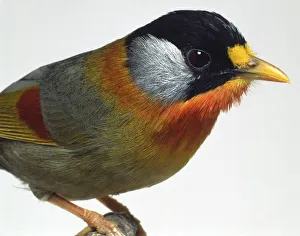 Close-up head profile of a Silver-Eared Mesia showing the mixed colours of the plumage Close-up head profile of a Silver-Eared Mesia showing the mixed colours of the plumage