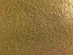 <b class=qtipBold><figcaption>Close-up of kiwi fruit skin</figcaption></b><br><em>© Dorling Kindersley/UIG</em> Close-up of kiwi fruit skin