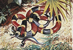 Close-up of a North American coral snake hunting its prey (Micrurus Fulvius) Close-up of a North American coral snake hunting its prey (Micrurus Fulvius)