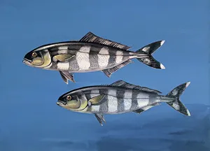 Close-up of two pilot fish underwater (Naucrates ductor) Close-up of two pilot fish underwater (Naucrates ductor)
