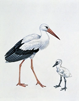 Close-up of a white stork with its young (Ciconia ciconia)