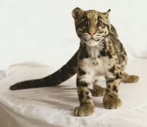 Clouded Leopard, Neofelis nebulosa, leopard cub standing, front view