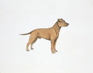 Clydesdale Terrier, illustration