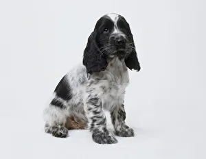 Cocker spaniel puppy (Canis lupus familiaris), seated, looking at camera, side view Cocker spaniel puppy (Canis lupus familiaris), seated, looking at camera, side view