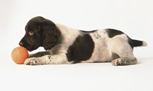A cocker spaniel puppy lying down with a ball in front A cocker spaniel puppy lying down with a ball in front